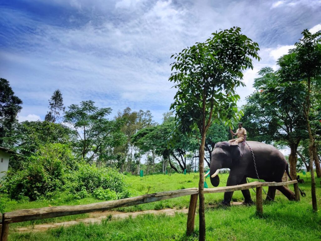 Dubare-Elephant-Camp-coorg