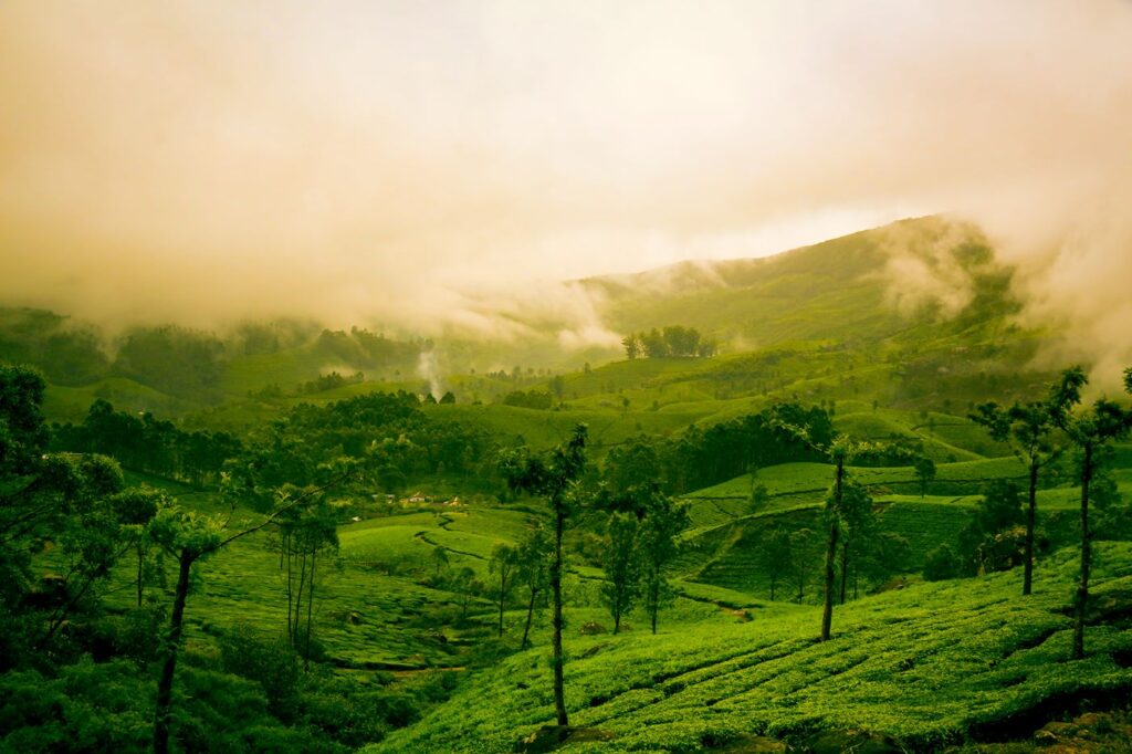 breathtaking_shot_of_the_tea_plantations_in_munnar_855