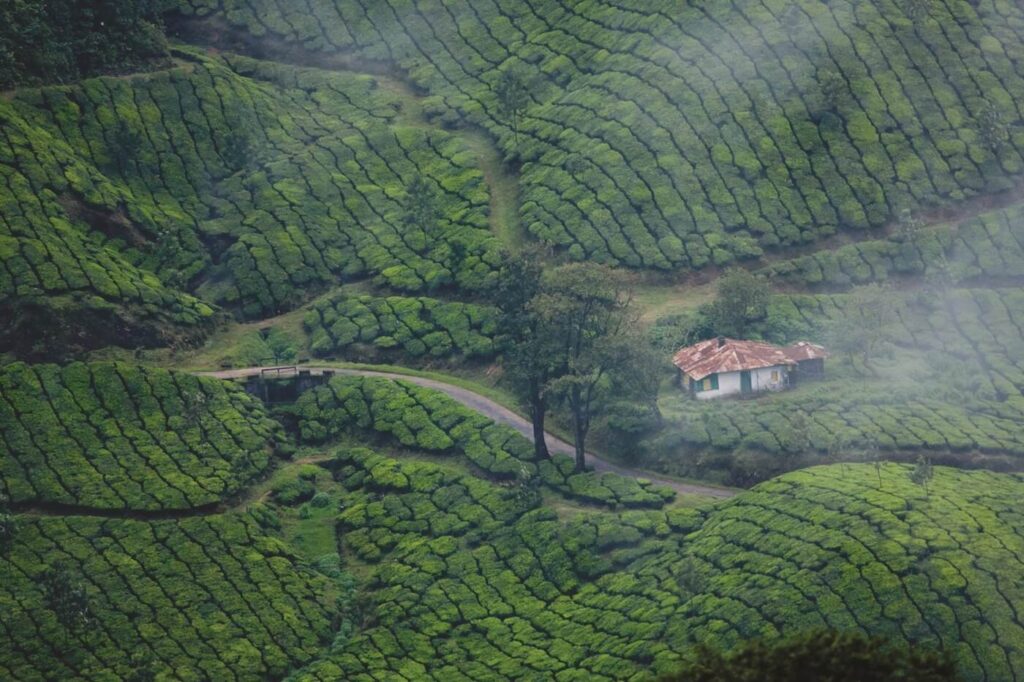 munnar_73