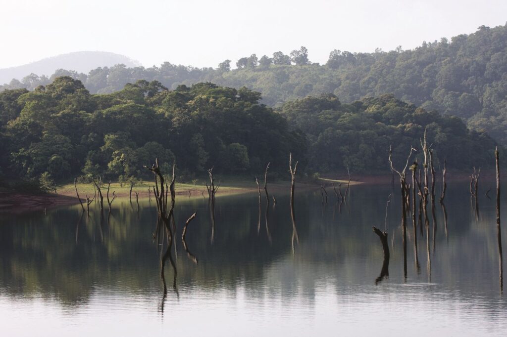 thekkady_idukki_81